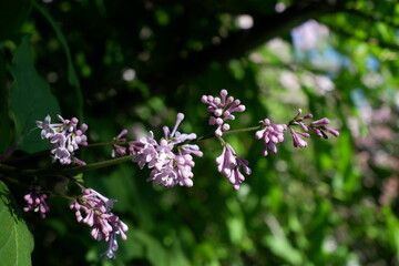 flowers in the garden