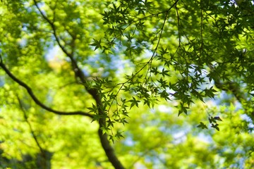 green leaves in sunlight