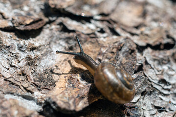 garden snail crawling on the bark of a tree