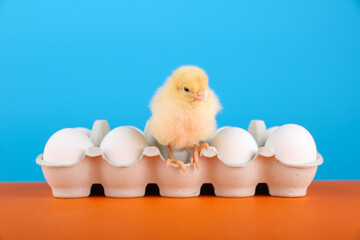 little chick and chicken eggs are in the egg tray on color background