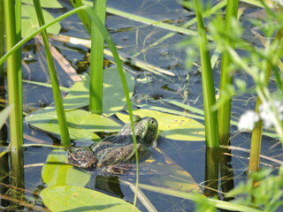 frog in the pond