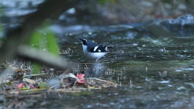 Slaty-backed Forktail Birds in Thailand and Southeast-Asia.