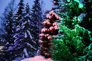 Christmas trees covered with snow and highlighted with multi-colored lighting