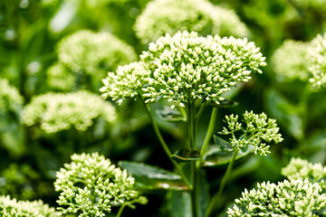 Sedum - Hylotelephium spectabile Stardust close up