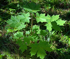 Young maple shoots. Green maple leaves.
