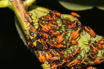 Large Milkweed Bug (Oncopeltus fasciatus)