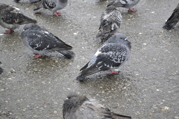 Fototapeta premium pigeons on the street