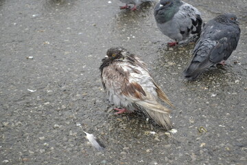 pigeon on the ground