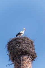 Ein Storch im Nest