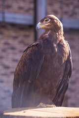 Fototapeta premium portrait of a eagle