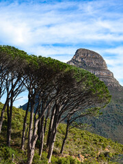 Obraz premium Green Cape Town - South Africa