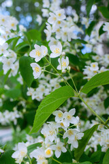 Twig with white jasmine flower in spring