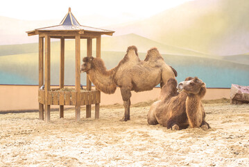 The Bactrian camel, also known as the Mongolian camel, is a large even-toed ungulate native to the...