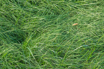 grass background