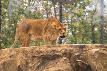 Portrait of a lion woman walking through the bushes.