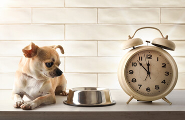 Chihuahua impatiently waiting for mealtime next to his bowl and an alarm clock