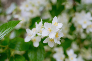 Twig with white jasmine flower in spring