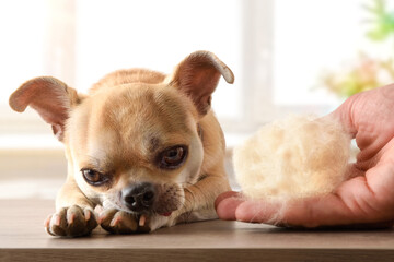 Hand showing hair loss of a dog front view