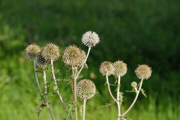 Runde Disteln wachsen in der Natur vor einem natürlichen grünen Hintergrund