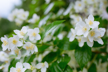 Obraz premium Twig with white jasmine flower in spring