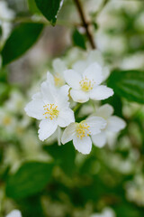 Twig with white jasmine flower in spring