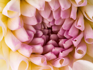 Dahlias are blooming. White and pink flower petals close-up. A bright, delicate illustration on a floral theme. The bud blooms in July, August or September. Macro      