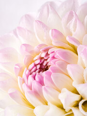 Fototapeta na wymiar Dahlias are blooming. White and pink flower petals close-up. A bright, delicate illustration on a floral theme. The bud blooms in July, August or September. Macro 