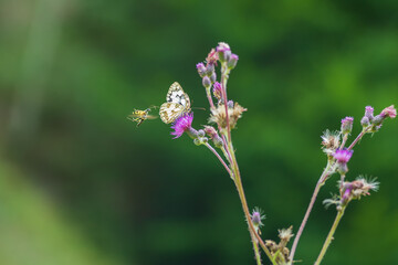 Fototapeta premium Blooming flowers of meadow flowers in the meadow. There are various insects on the flowers - butterfly, moth, beetle. The background is green.