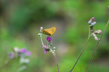 Blooming flowers of meadow flowers in the meadow. There are various insects on the flowers - butterfly, moth, beetle. The background is green.