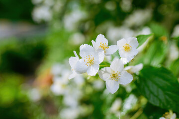 Fototapeta premium Twig with white jasmine flower in spring