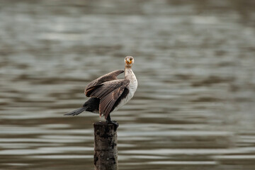 Great Cormorant (Phalacrocorax carbo) perched on tree pole by lake