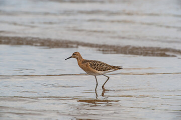 Ruff (Calidris pugnax) walking in water on the seashore