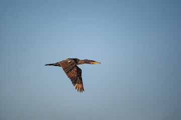 Great Cormorant (Phalacrocorax carbo) flying in the blue sky