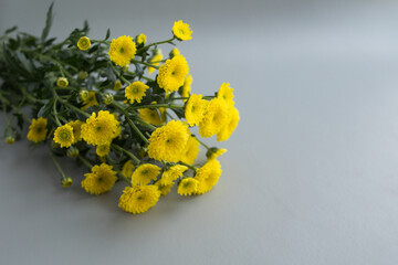 Yellow chrysanthemums on a gray background. Bright, beautiful flowers