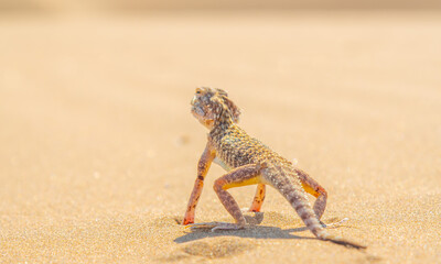 Desert Agama sits on a sand dune