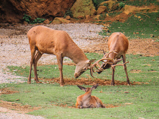 Deer fighting against fawn on lawn in savanna