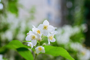 Twig with white jasmine flower in spring