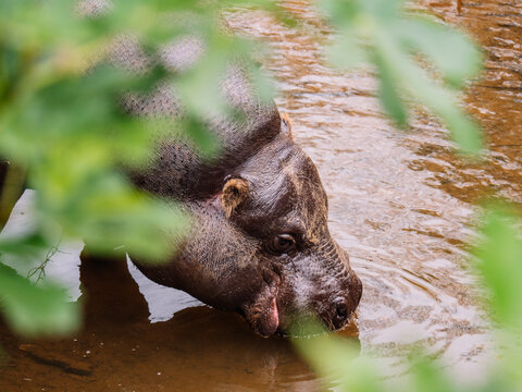 Hippopotamus drinking water in rippled pond in daytime