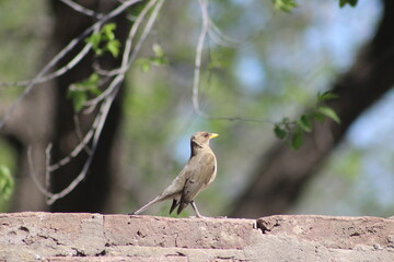birds