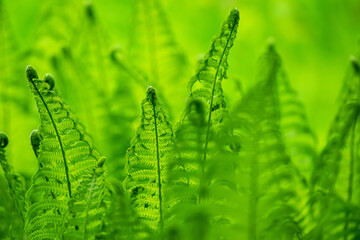 Beautiful green background- plants and water-green fern on a background of abstract leaves - header, banner for nature, outdoor adventure