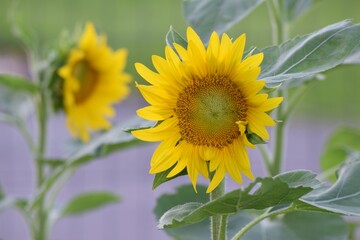 Sunflower field open bright yellow sunshine fall autumn harvest flower