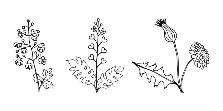 Set of field plants dandelion, shepherd's purse, linear black outline drawing.