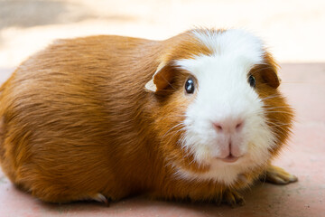 guinea pig resting in the garden