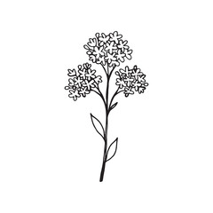 Vector illustration of a wildflower forget-me-not, a linear black outline drawing. 