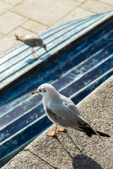 seagull on the edge of a wall, and in the background another on a blue board