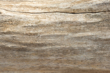 Obraz na płótnie Canvas texture background of a brown wood