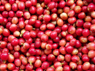 Close up of unroasted coffee beans. A coffee bean is a seed of the Coffea plant and the source for coffee. Red berries coffee beans on basket background. 