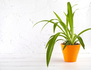 home plant chlorophytum in an orange pot against a light wall background
