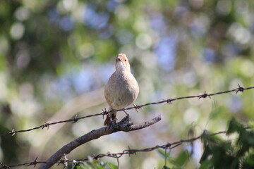 birds