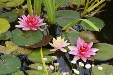 nénuphar rose